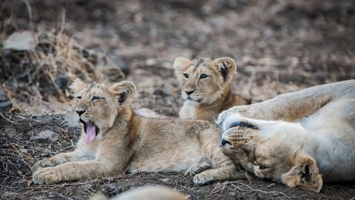 Asiatic lion (Panthera leo persica)