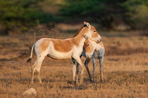 Onagers or Asiatic wild asses (Equus hemionus)