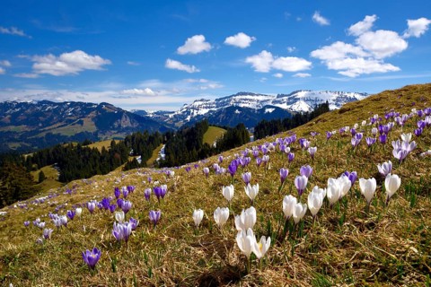 Meadow with flowering Crocuses (Crocus vernus)