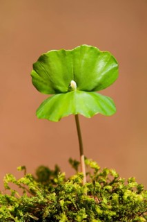 European beech (Fagus sylvatica)