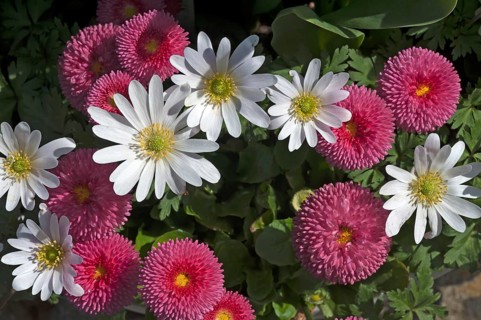 Balkan anemones (Anemone blanda) and Daisies (Bellis perennis)