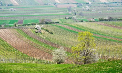 Vineyards and flowering cherry trees