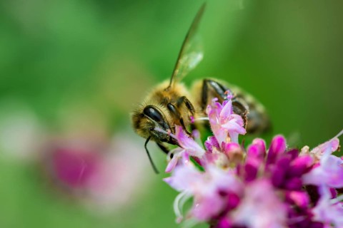 Honey bee (Apis mellifera) on a purple blossom