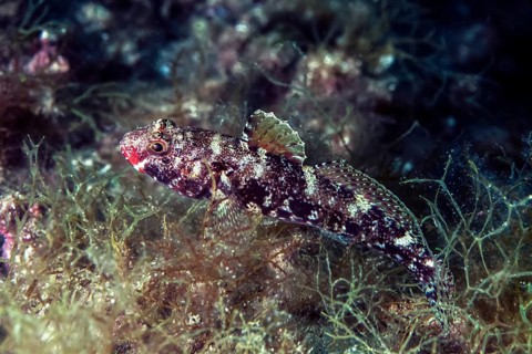 Red-mouthed goby (Gobius cruentatus)