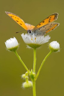 Large Copper (Lycaena dispar)