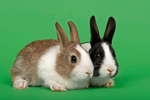 Two Dutch rabbits