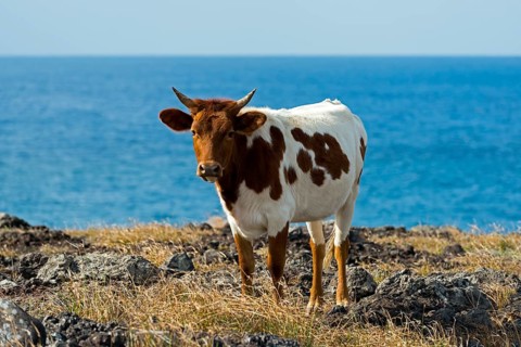 Cattle on the Pacific coast
