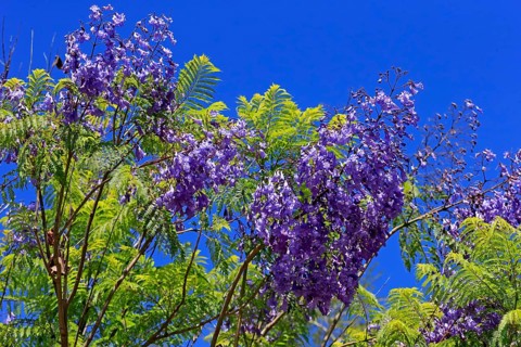 Jacaranda or Blue Jacaranda (Jacaranda mimosifolia)