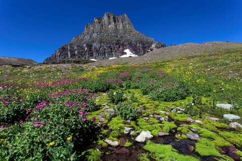 Blooming mountain flowers in front of the Clements Mountains