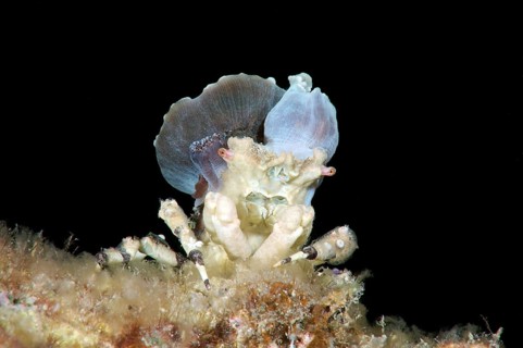 Corallimorph Decorator Crab (Cyclocoeloma tuberculata) with sea anemones on the back