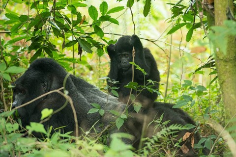 Mountain Gorilla (Gorilla beringei beringei)