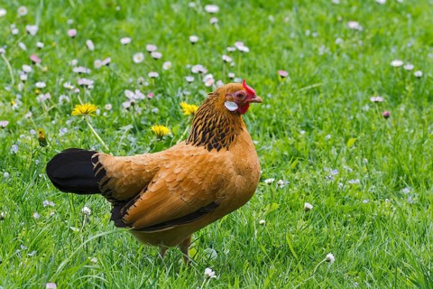 Bantam chicken (Gallus gallus f. domestica)