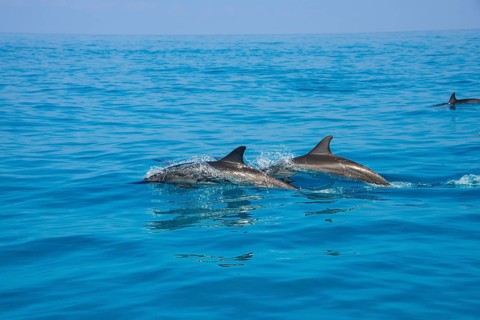 Bottlenose Dolphins (Tursiops truncatus)