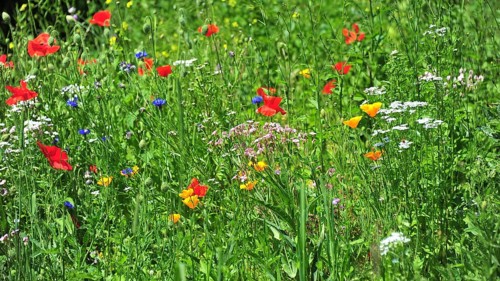 Wildflower meadow