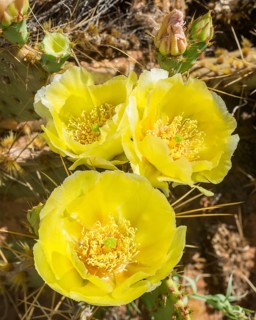 Prickly Pear Cactus (Opuntia fragilis)