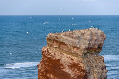 Lange Anna sea stack with Northern Gannets (Morus bassanus) in flight
