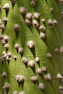 Kapok tree (Ceiba sp.)