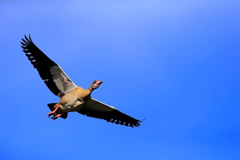 Egyptian Goose (Alopochen aegyptiacus)