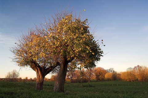 Two Small-leaved Lime trees (Tilia cordata) in autumn
