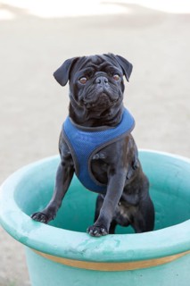 Black Pug posing in a flower pot