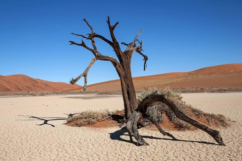 Dead camel thorn tree (Vachellia erioloba)