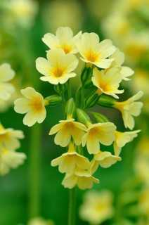 Oxlip (Primula elatior)