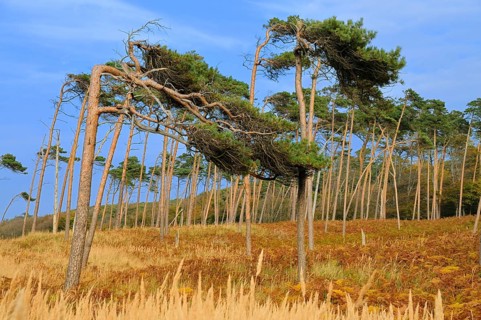 Pine (Pinus sylvestris)