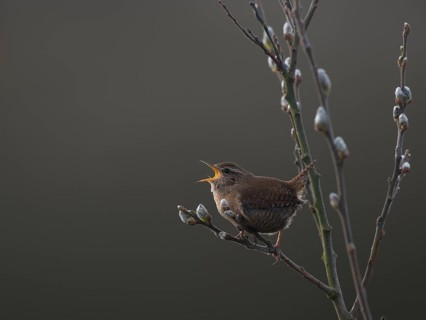 Wren (Troglodytes troglodytes)