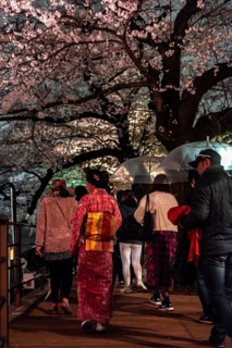 Japanese woman with kimono under blossoming cherry foams at night