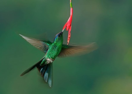 Violet-capped woodnymph (Thalurania glaucopis) drinking at a flower