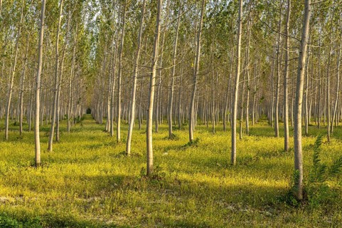 Poplars (Populus)