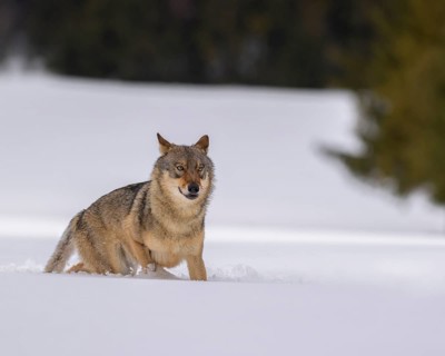 Gray wolf (Canis lupus)