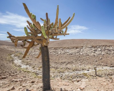 Candelabra Cactus (Browningia candelaris)