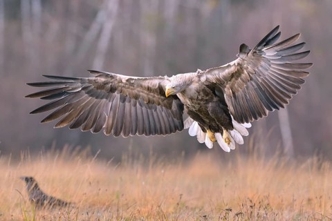 White-tailed Eagle (Haliaeetus albicilla) in flight in an autumn landscape