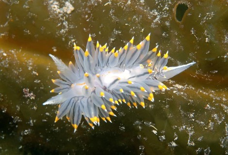 White-and-orange-tipped Nudibranch (Janolus fuscus)