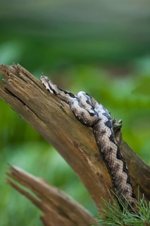 Sand Viper (Vipera ammodytes)