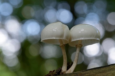 Porcelain Fungus (Oudemansiella mucida)