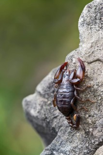Small Wood Scorpion species (Euscorpius germanus)