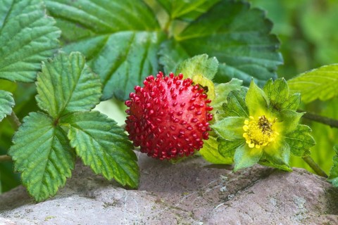 Mock strawberry (Potentilla indica)