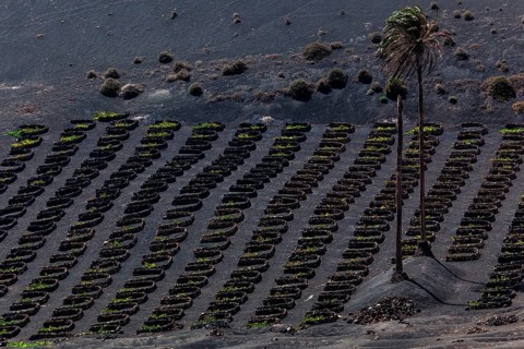 Typical vineyards in dry cultivation in volcanic ash