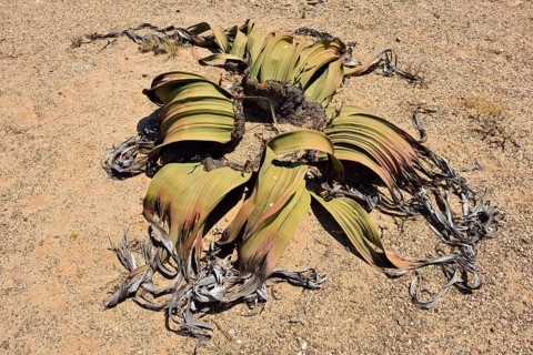 Welwitschia mirabilis