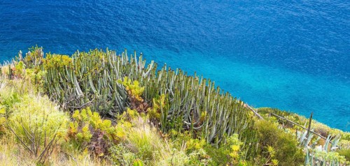 Canary Island Spurge (Euphorbia canariensis)