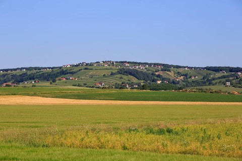 Vineyard