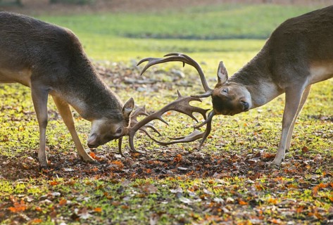 Fallow Deer (Dama dama)