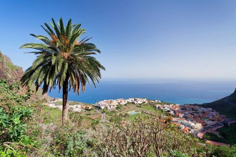 Palm tree