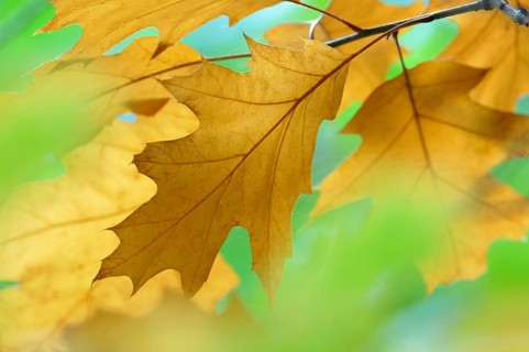 Northern red oak (Quercus rubra)
