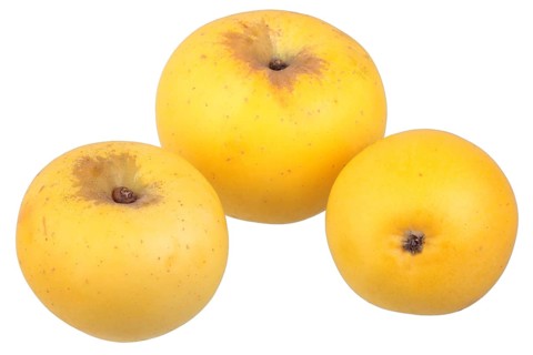 Apple variety Golden Noble