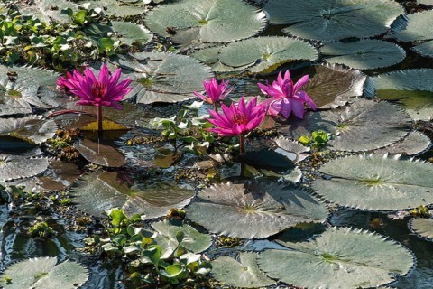 Lotus flowers (Nelumbo)