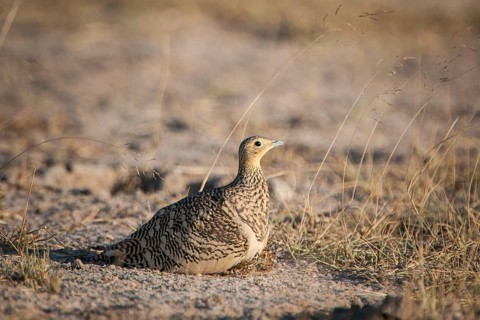 Chestnut-bellied Sandgrouse (Pterocles exustus)