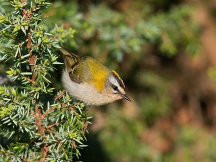 Common firecrest (Regulus ignicapilla)
